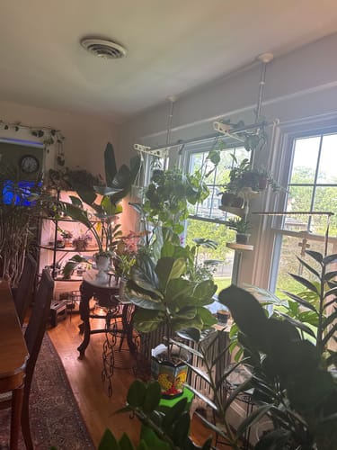 Customer photo review of Houseplant Pest Spray