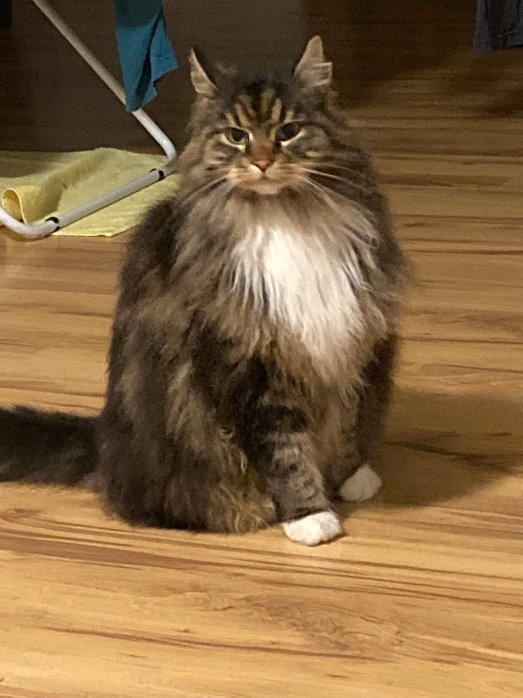 Customer photo review of Zpot-on für Katzen gegen Zecken, Flöhe, Milben & Mücken [Jahresvorrat]
