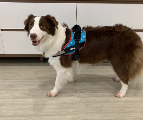 Customer photo review of No-Pull Paw Harness™ (Get Free Leash)