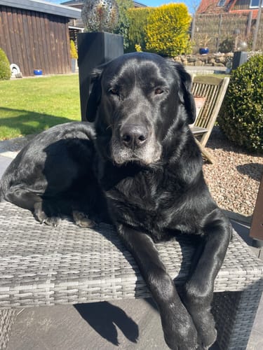 Customer photo review of Lucky Belly