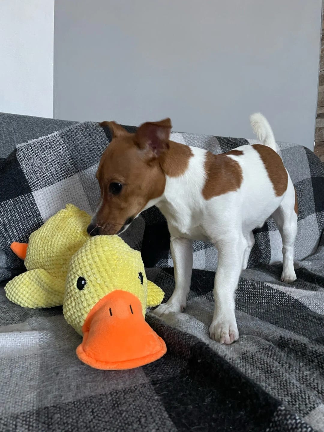 Customer photo review of Calming Duck Toy