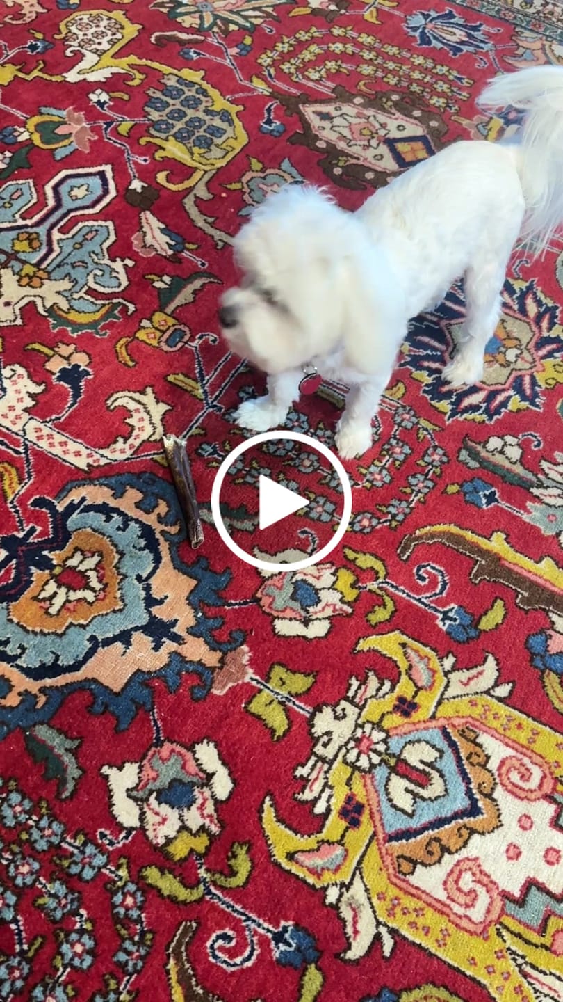 Customer video review of 6 Inch Beef Collagen Sticks