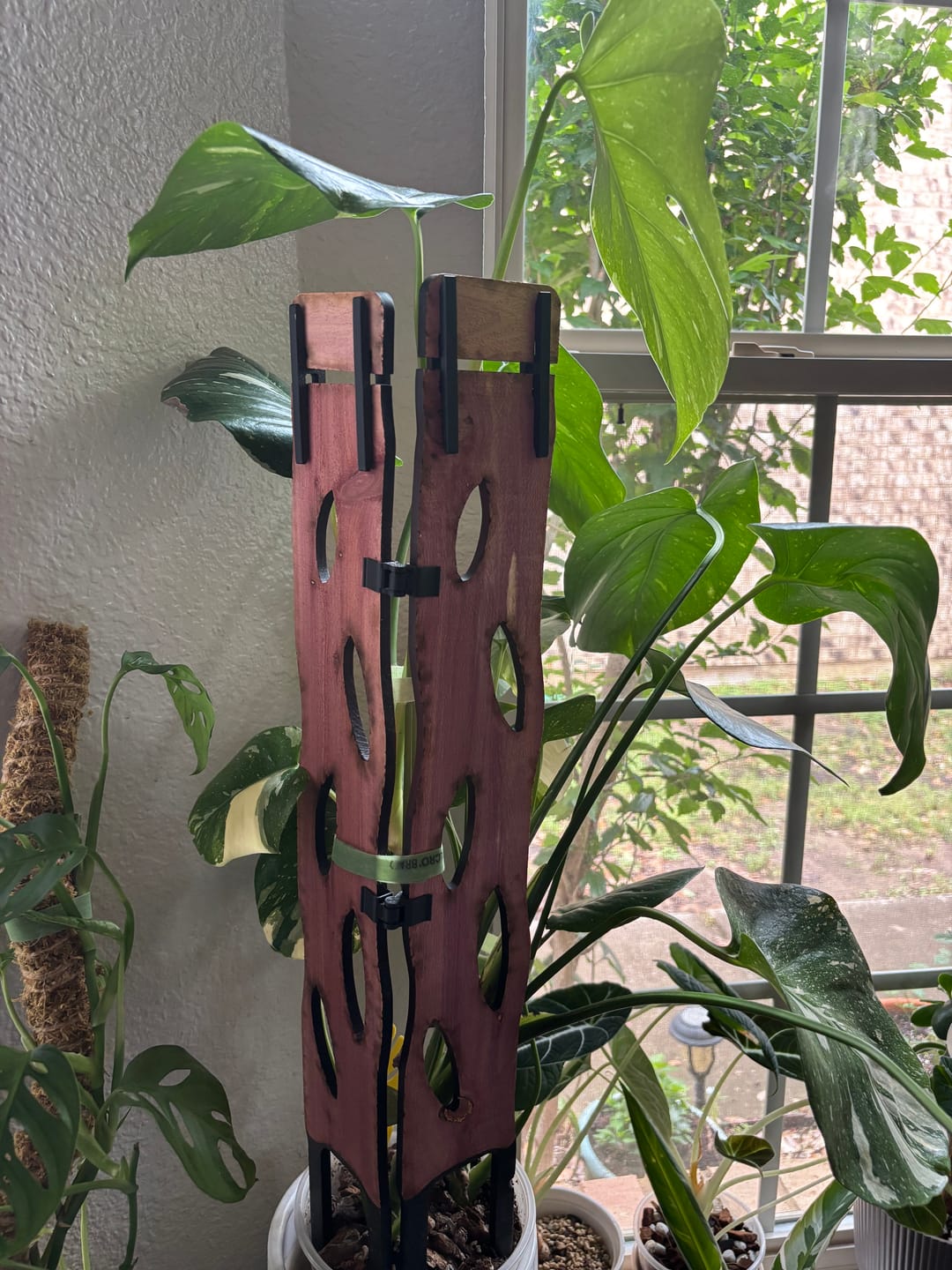 Customer photo review of Angular Side Clips - Zella - 8 Pack