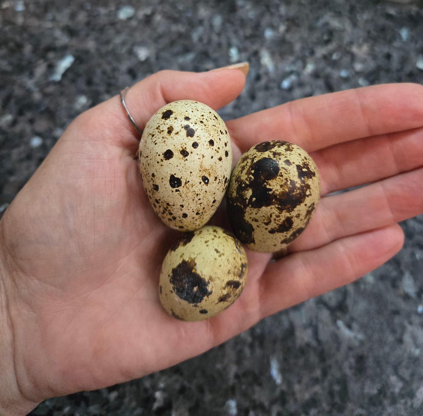 Customer photo review of Avi Plus Layer & Breeder (Supplement For Poultry, Ostriches, Emus & Pigeons)