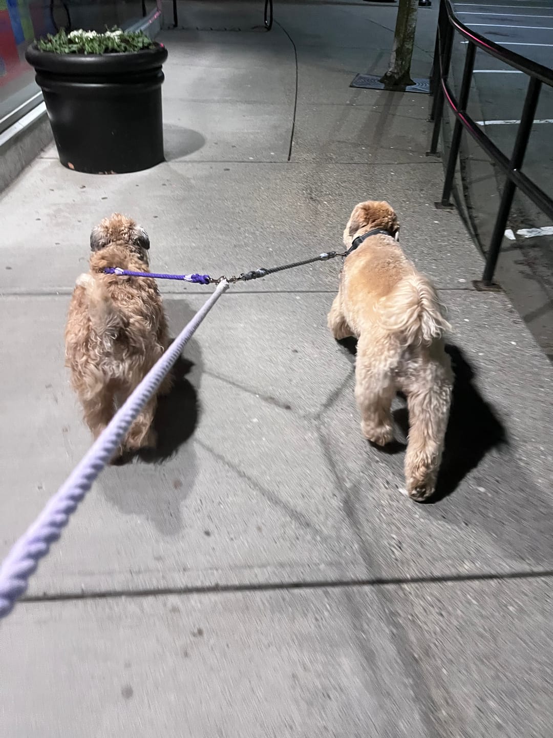 Customer photo review of Cotton Rope Multi-Dog Leash Connector