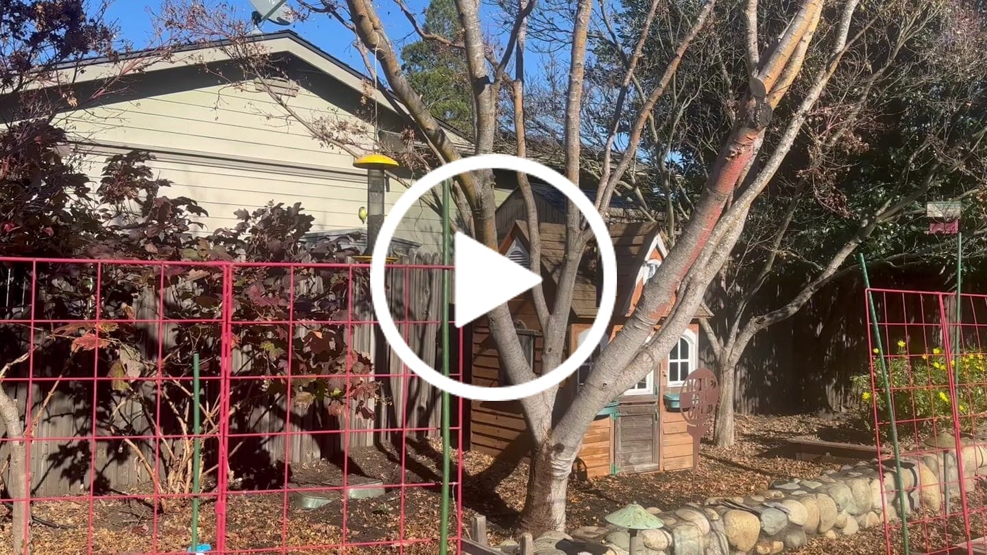 Customer video review of Thistle Birdseed (Nyger)