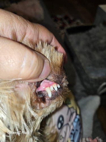 undefined review of DentalPaw Kutya Fogkő Eltávolító Fog és Szájápoló Gél image 1 out of 3