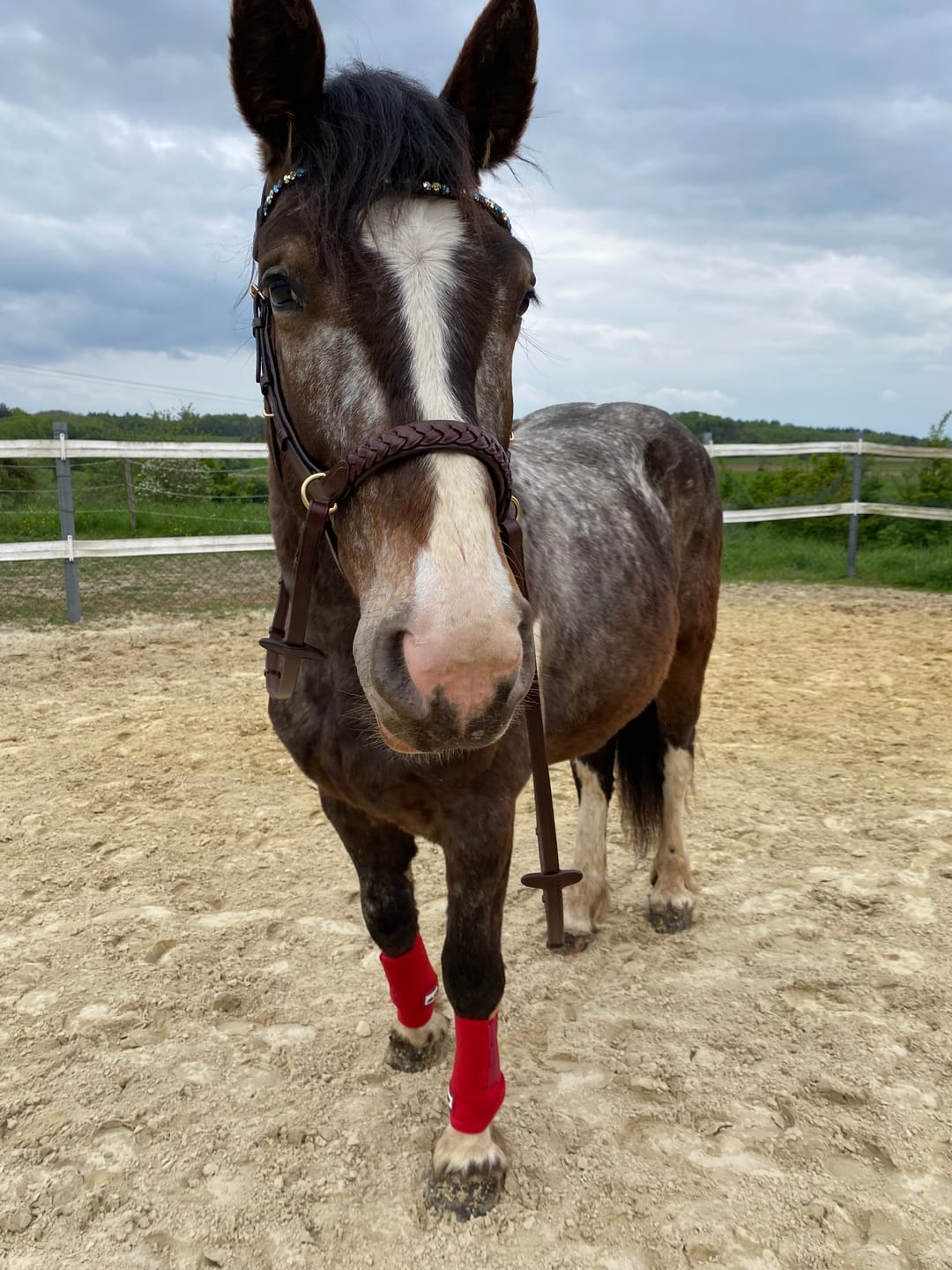 Customer photo review of Odessa bonita Multi Bridle with padded noseband - MASEGO bit to bitless system