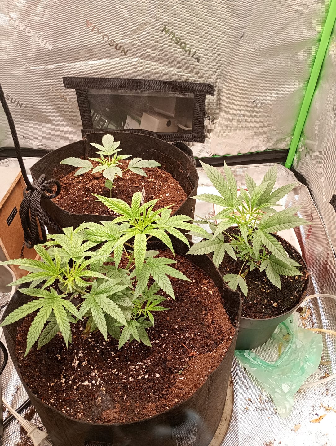 Customer photo review of Advanced Nutrients B-52