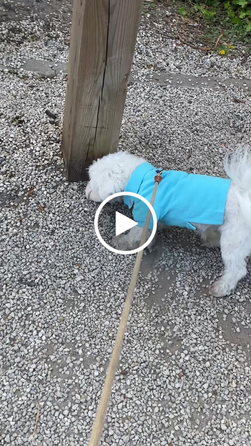Customer video review of Polo Ralph Lauren Cotton-Mesh Dog Polo Shirt