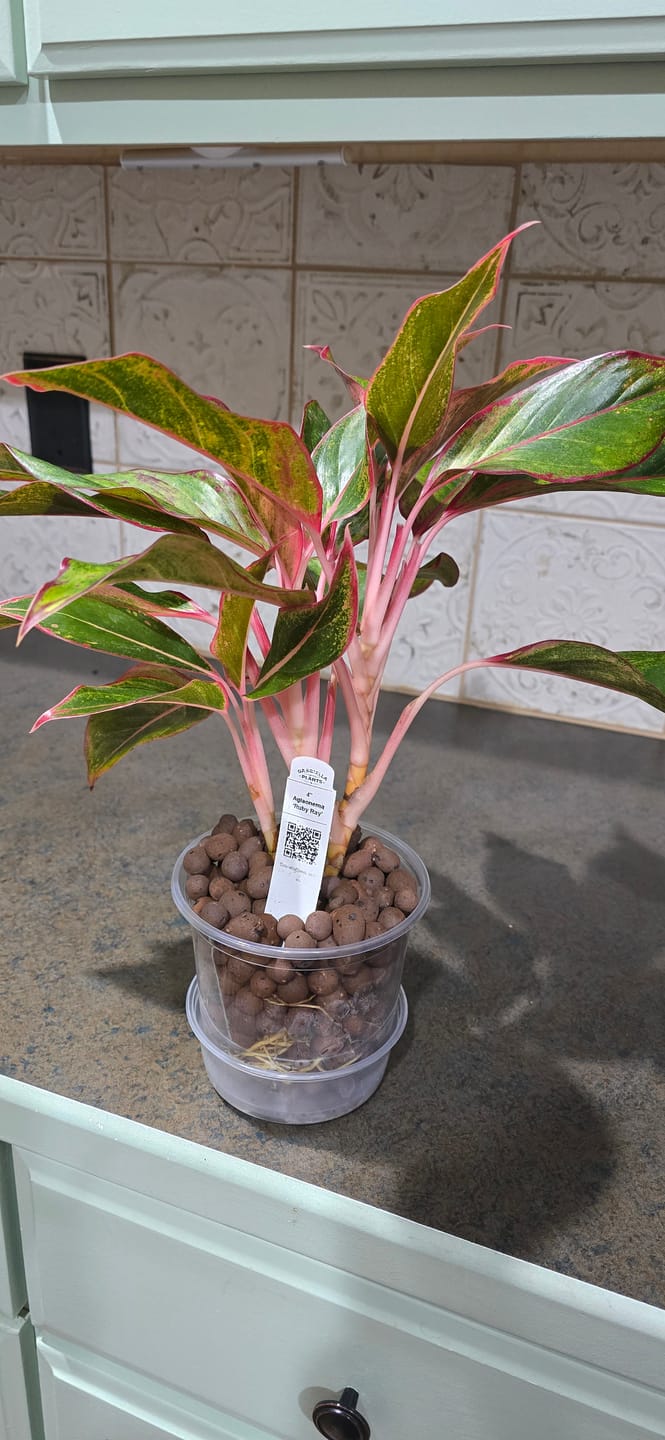 Customer photo review of Aglaonema 'Ruby Ray'