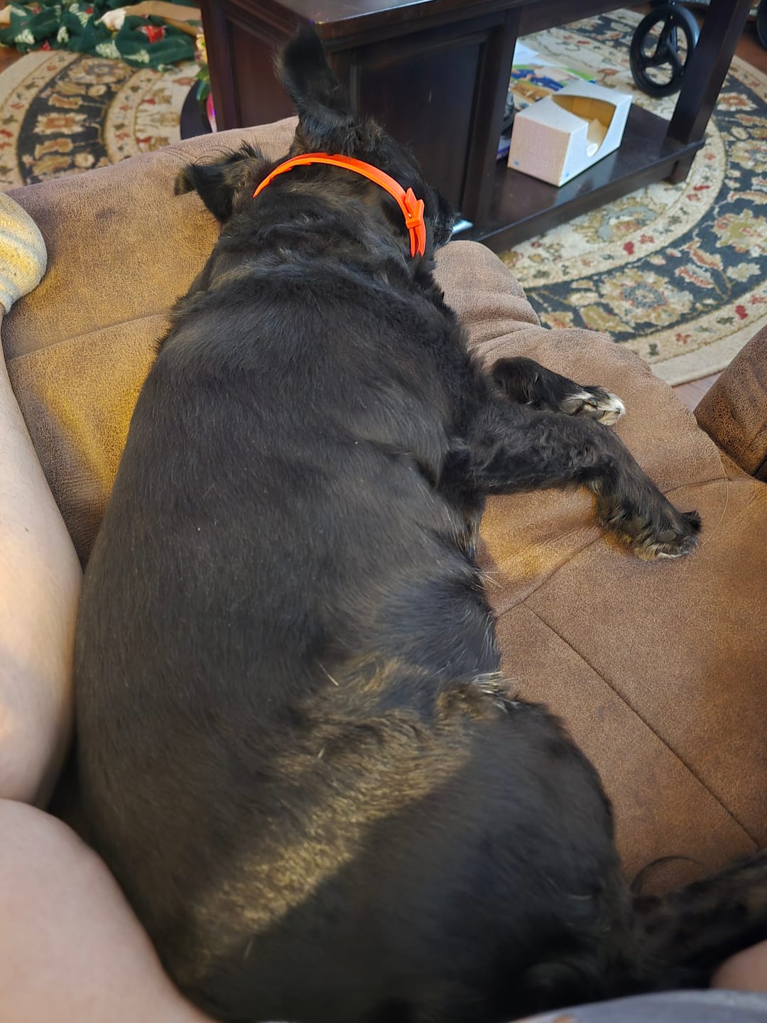 Customer photo review of FurLife™ - Natural Pheromone Calming Collar for Dogs