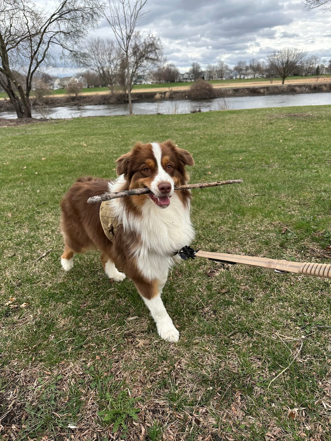 Customer photo review of Tactical No Pull Dog Harness v2