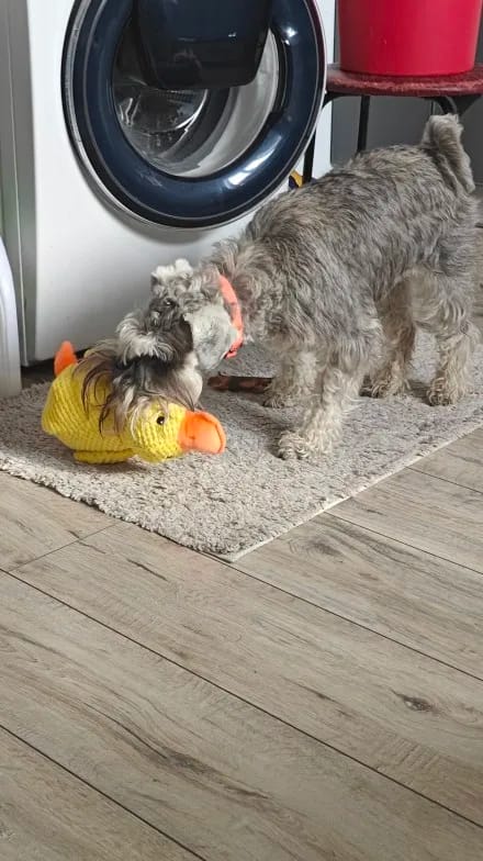Customer photo review of Calming Duck Toy