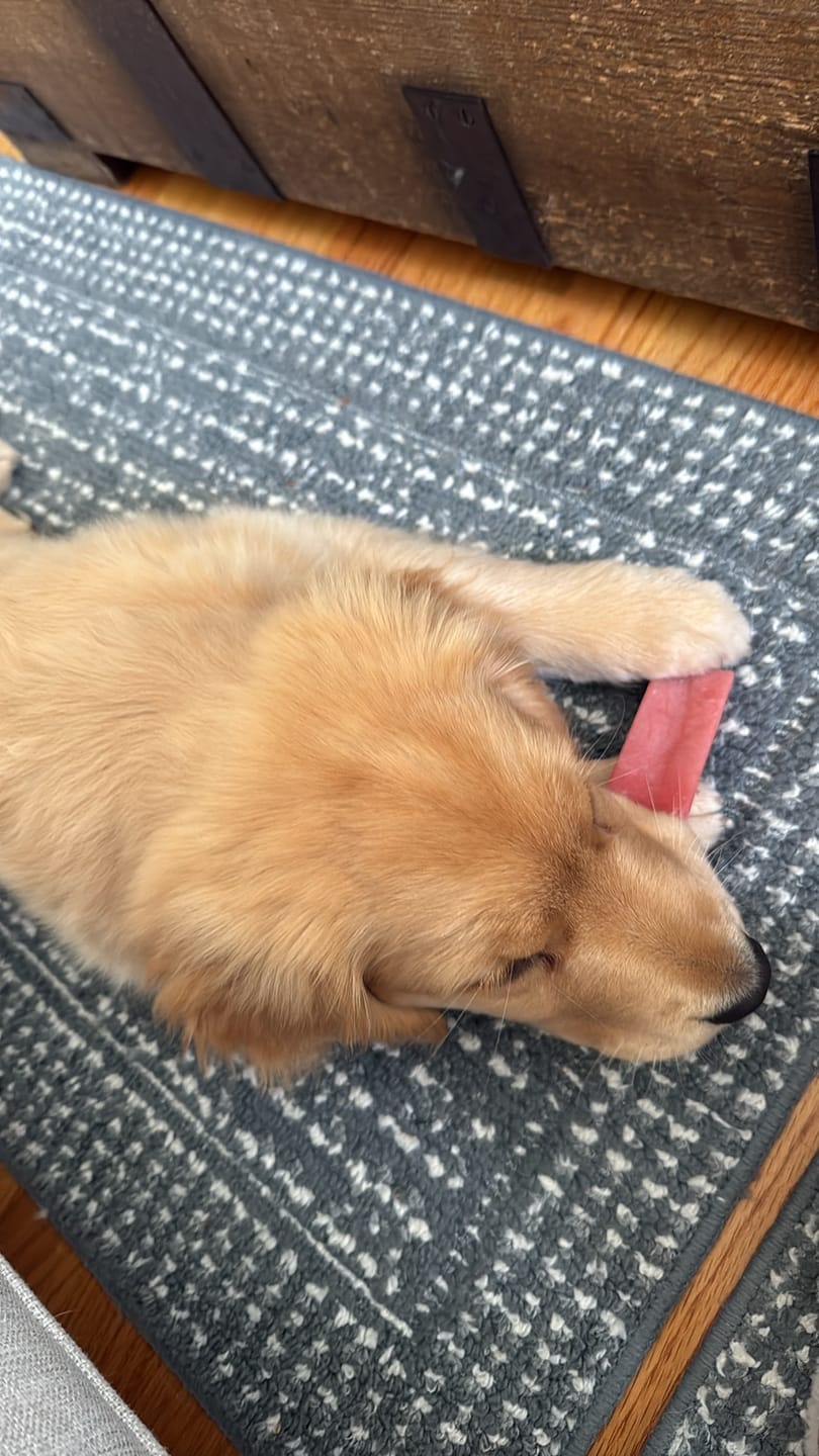Customer photo review of Strawberry Himalayan Yak Chew (MEDIUM)