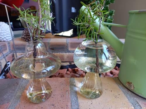 Customer photo review of Fungi®