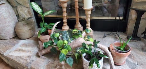 Houseplant showing strong new growth after regular Plant Juice feeding