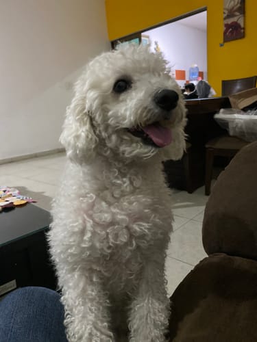 Customer photo review of Nexgard Spectra® 3 masticables