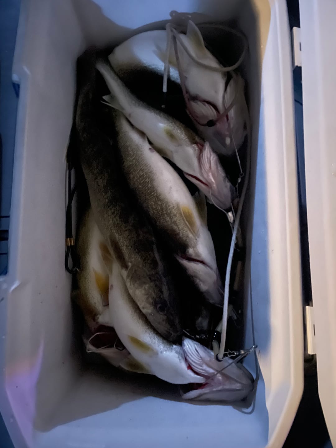 Customer photo review of Skoolie Minnow