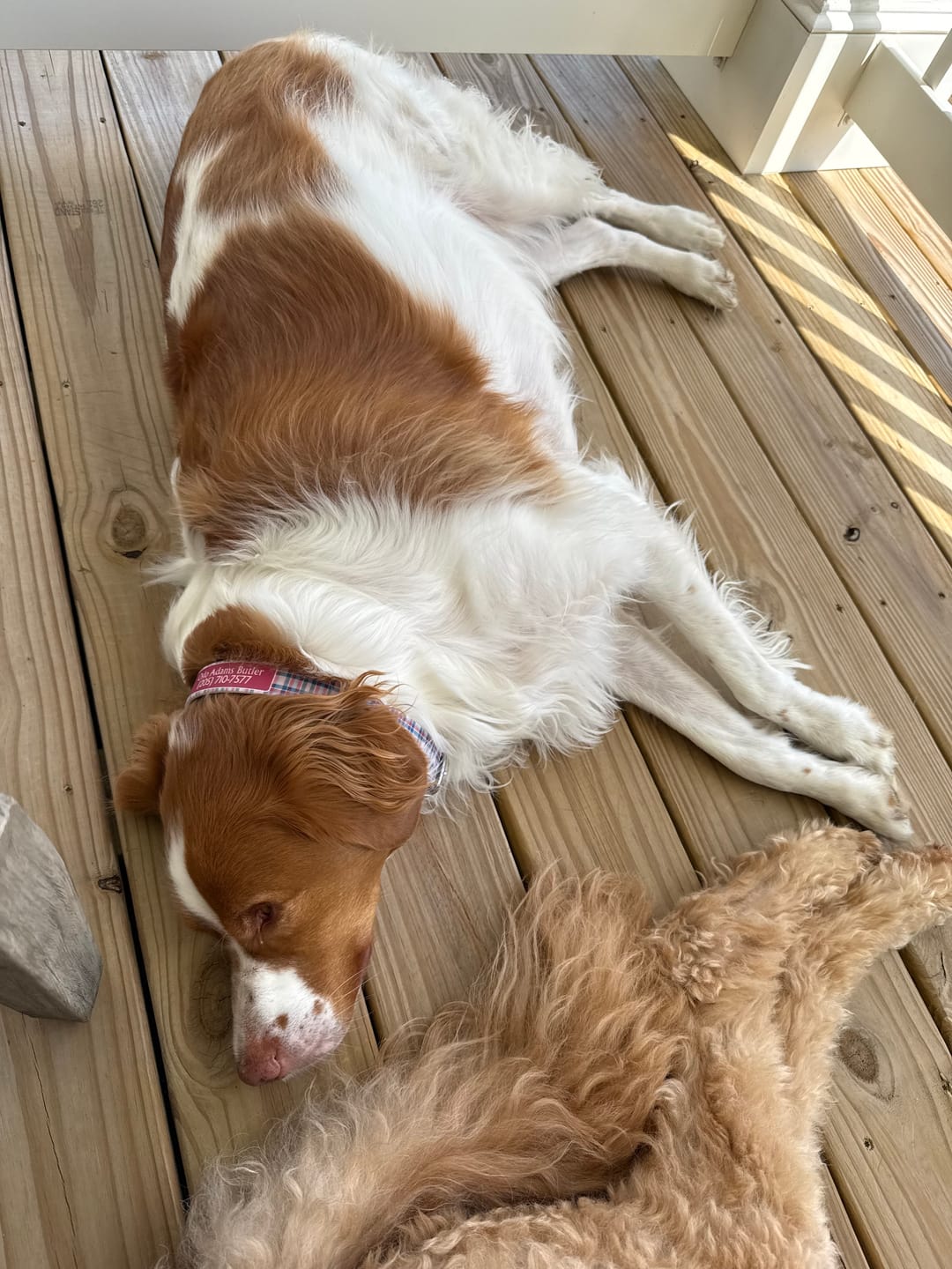 Customer photo review of Spring Plaid Dog Collar