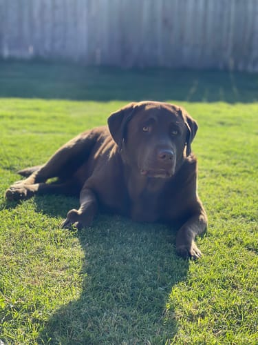 Customer photo review of Petsmont Buddy Guard Large Dog