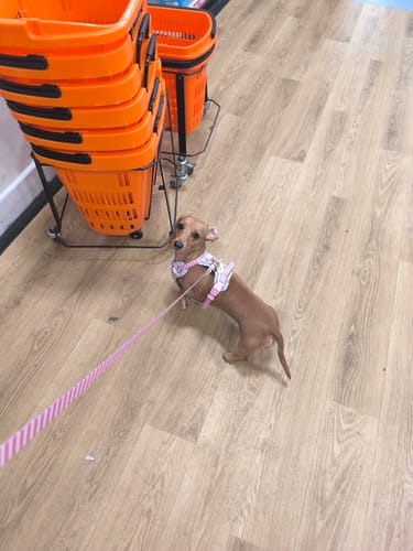 Customer photo review of Disney© Tough Trails™ Harness - Piglet