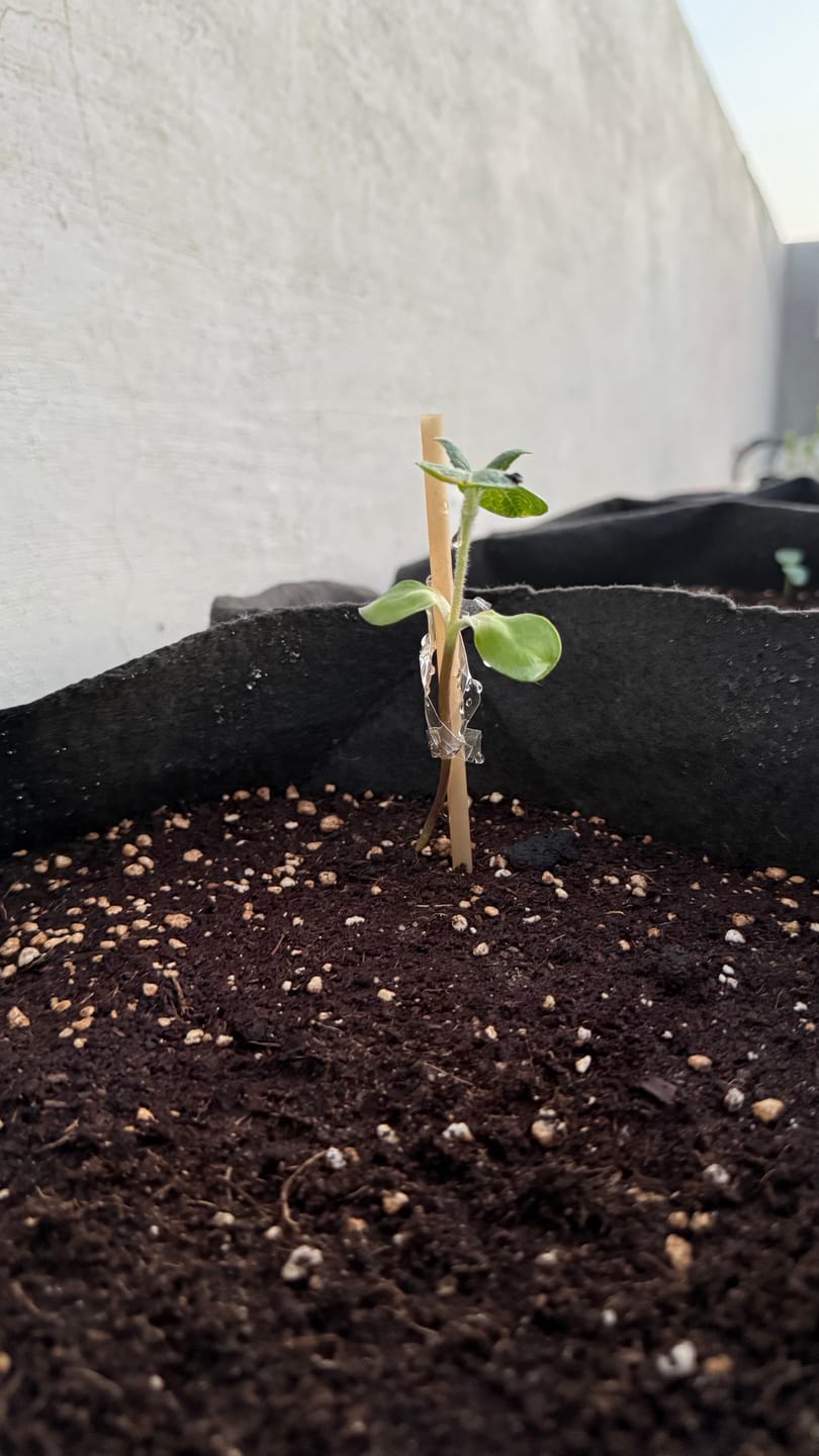Customer photo review of Sunflower Mammoth