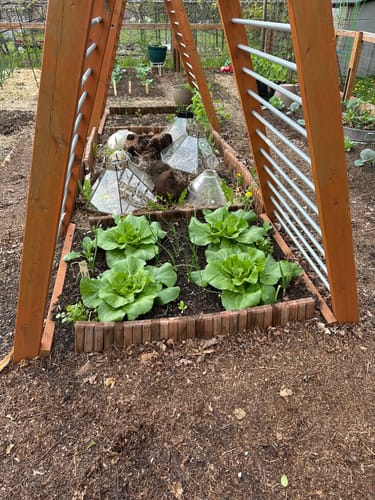 Customer photo review of One Kilo Slow Bolt Napa Cabbage Seeds