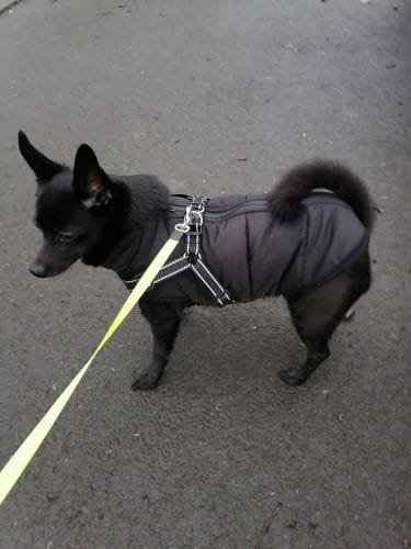 Customer photo review of DoggyKing™ 3 in 1 Jacket