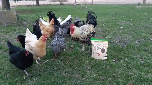 Customer photo review of GrubTerra Dried Larvae Sample FREE