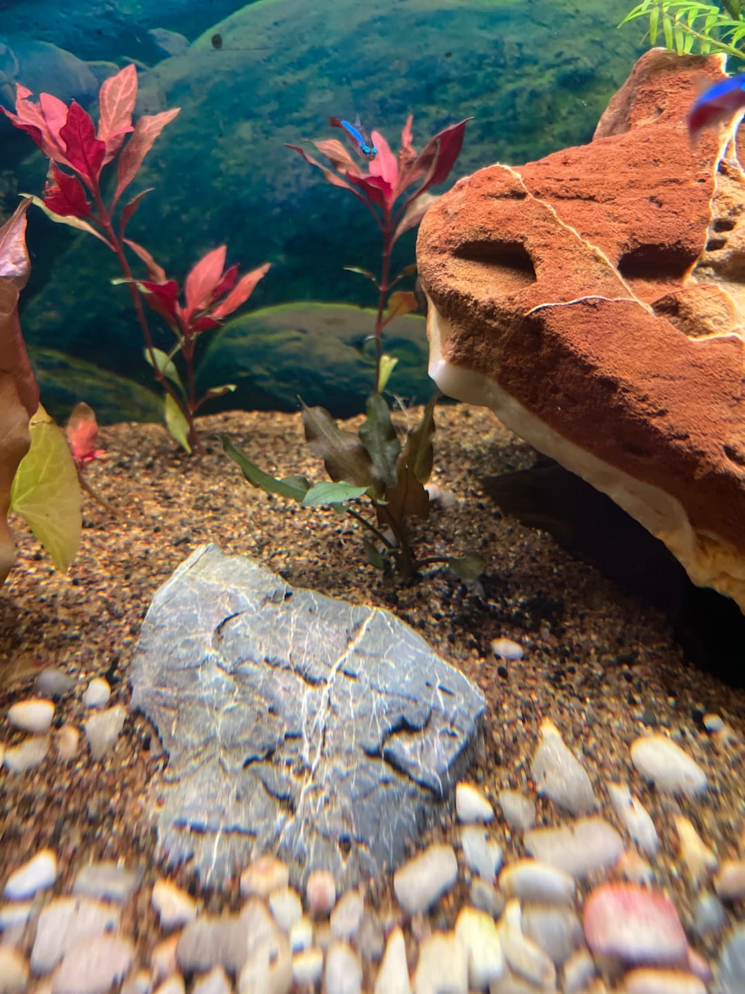 Customer photo review of Cryptocoryne Wendtii RED 'Mi Oya'