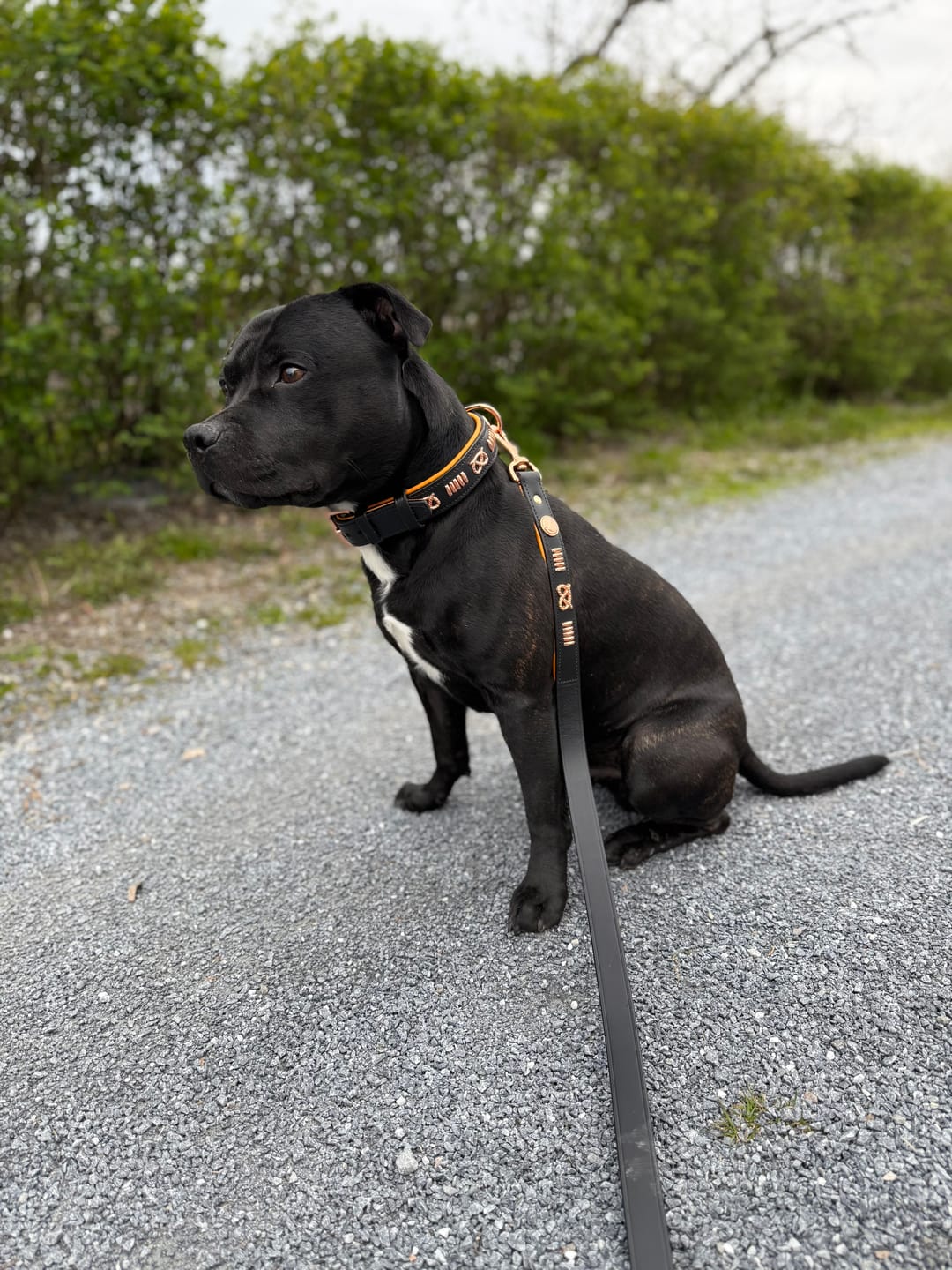 Customer photo review of Staffordshire Bull Terrier 1935® Leather Collar & Leash Set - Gladiator - Black & Tan/Rose Gold