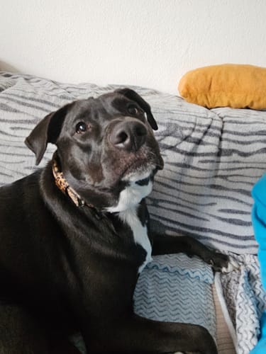 Customer photo review of Active Komfort Leopard - Brett slitstarkt hundhalsband med spänne