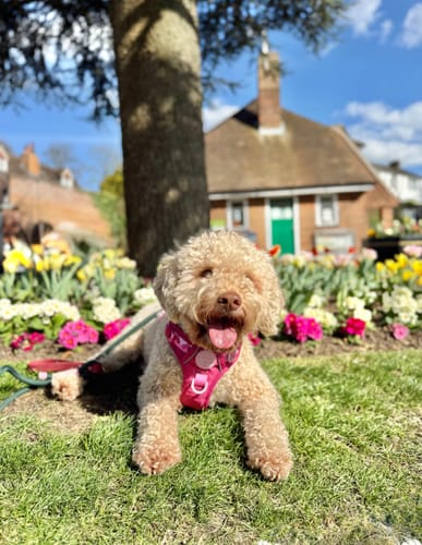 Customer photo review of Tough Trails™ Harness - Walkies Ready® Raspberry Pink