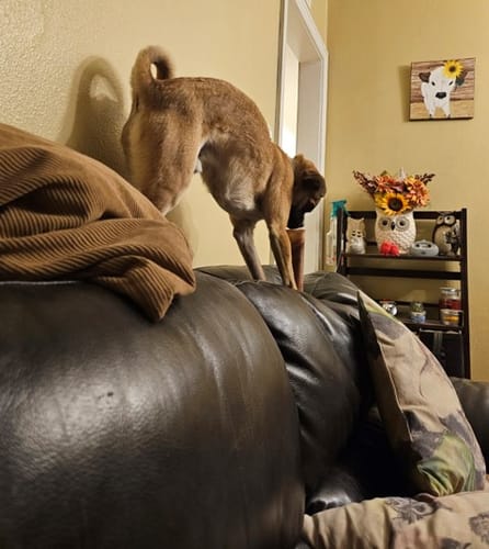 Customer photo review of Smoked Beef Marrow Bone