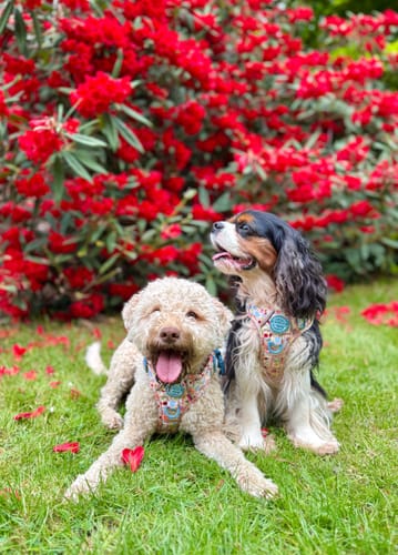 Customer photo review of Tough Trails™ Harness -  Summer Vacay