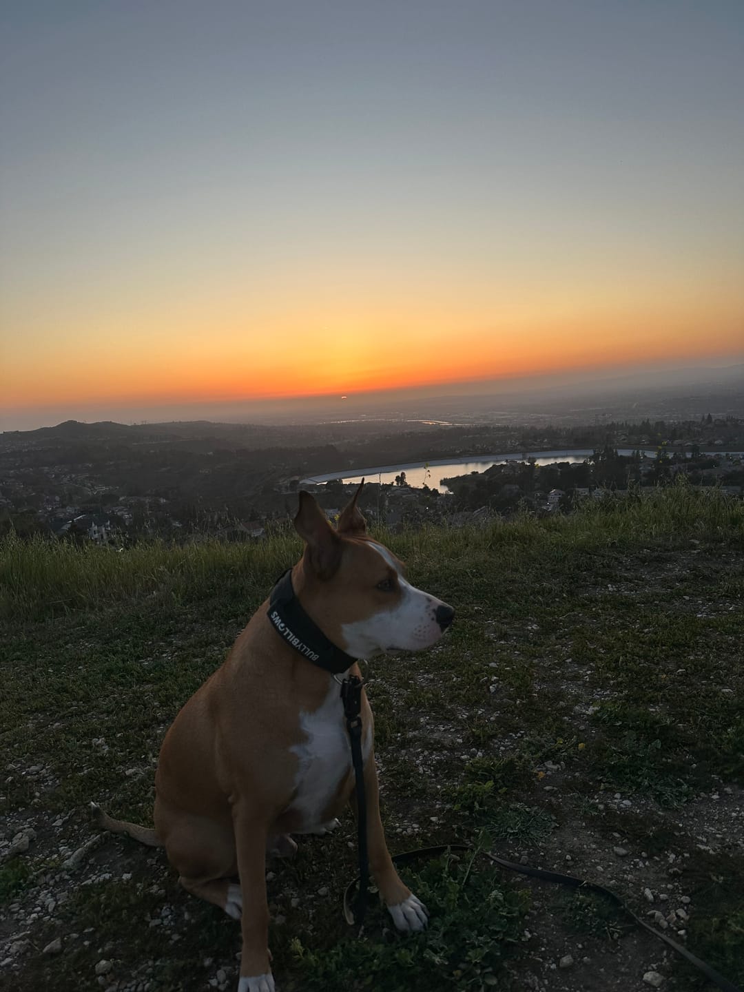 Customer photo review of 5cm Combat® Collar | With Handle & Secure Clip - Black