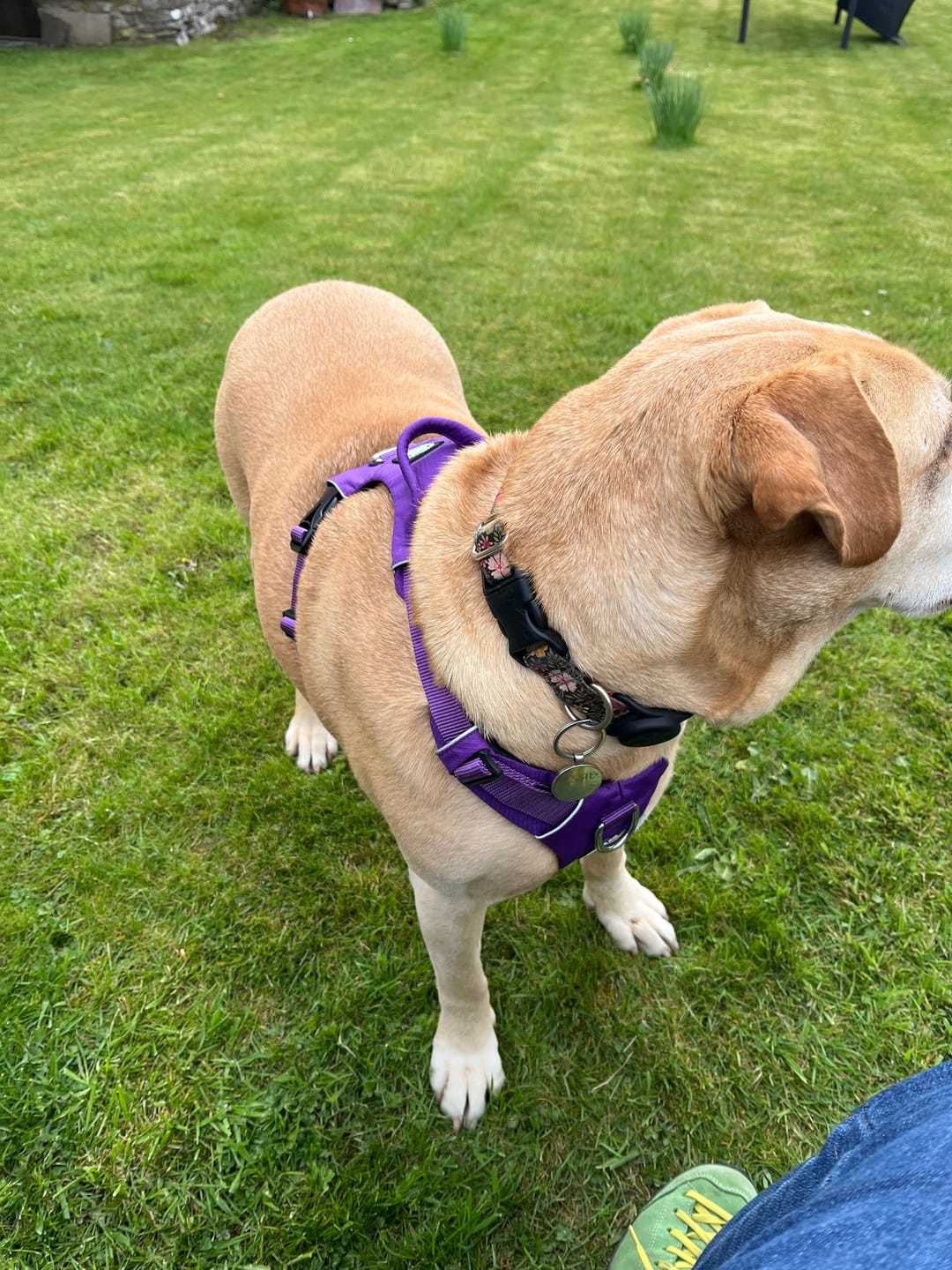 Customer photo review of Air Harness | Anti-Pull & With Handle - Purple