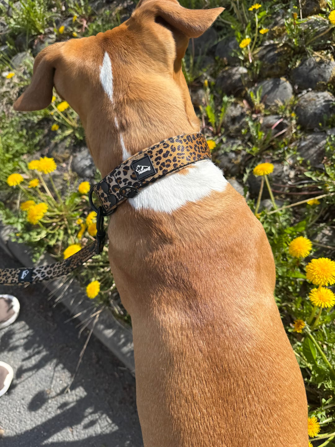 Customer photo review of Walk Leash Leopard - Säkert nylonkoppel i olika längder
