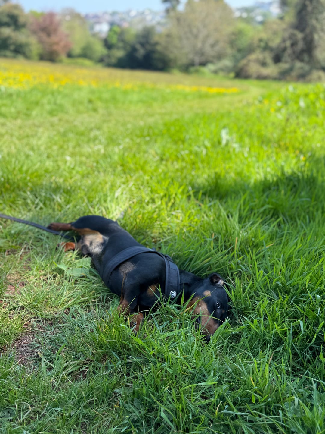 Customer photo review of Boomerang Harness - XS-M Breeds - Black