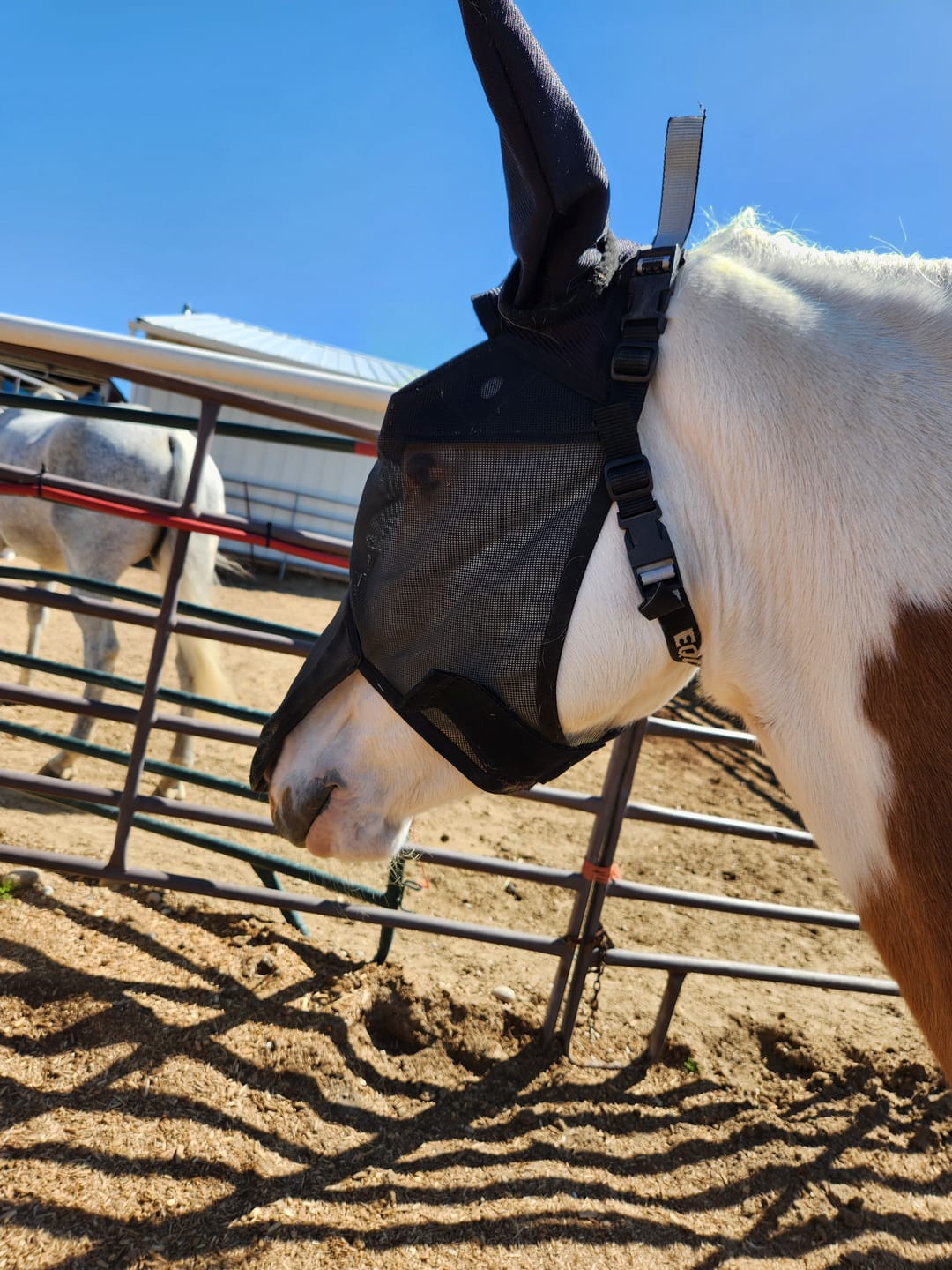 Customer photo review of EquiVizor Fly Mask - With Nose and Ear Protection