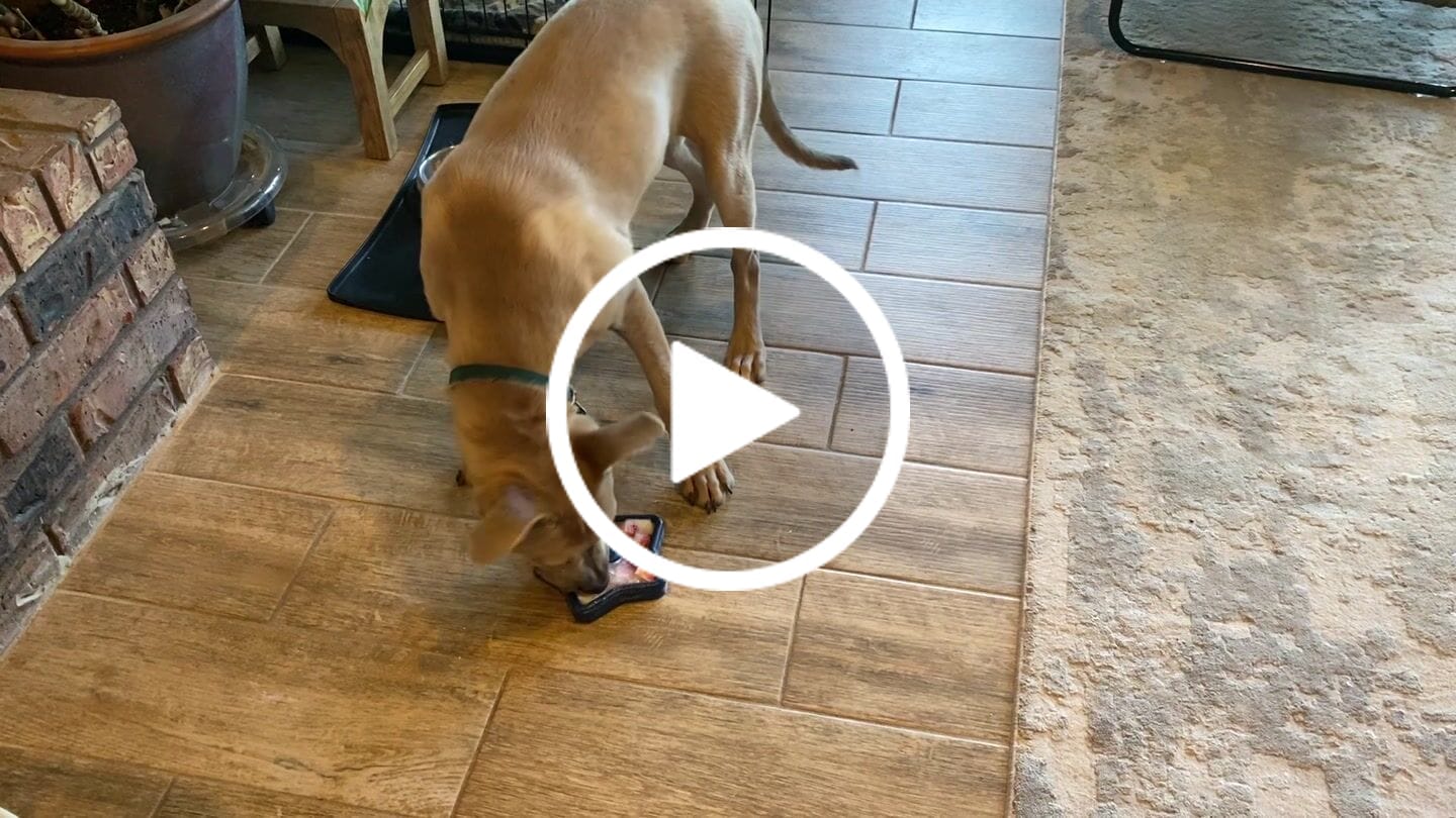 Customer video review of FreezStar - Long-Lasting Star Chew
