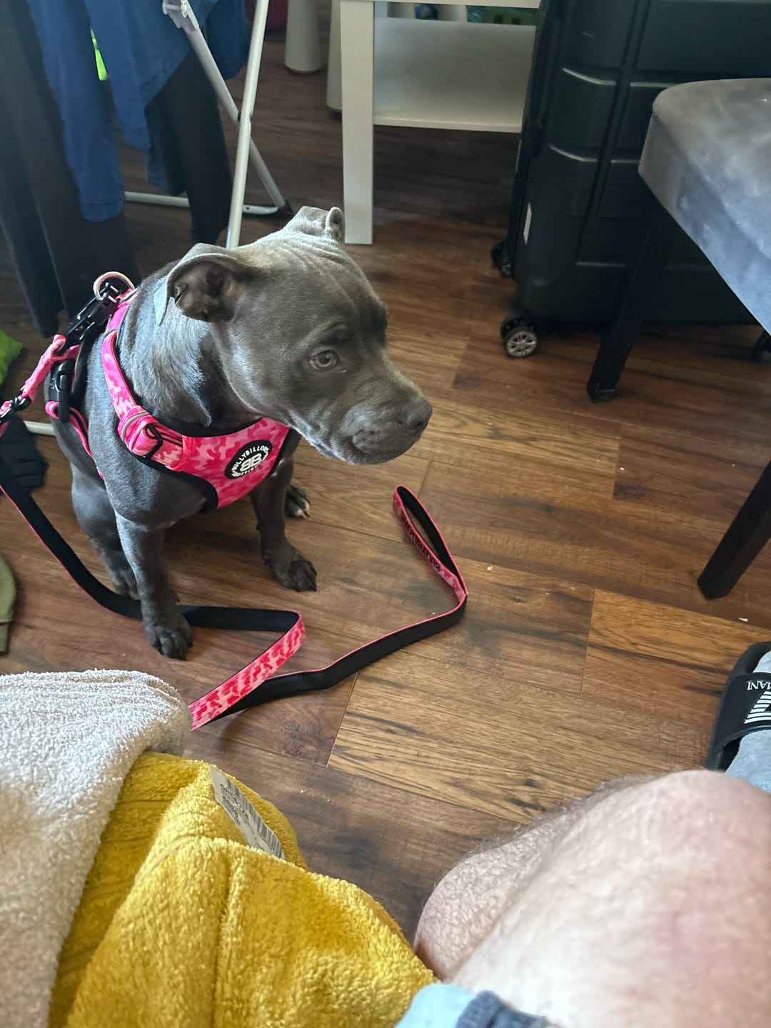 Customer photo review of Comfort Premium Harness | Non Restrictive - Bubblegum