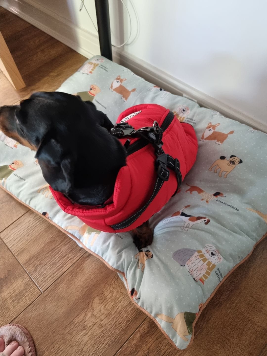 Customer photo review of DoggyKing™ 3 in 1 Jacket