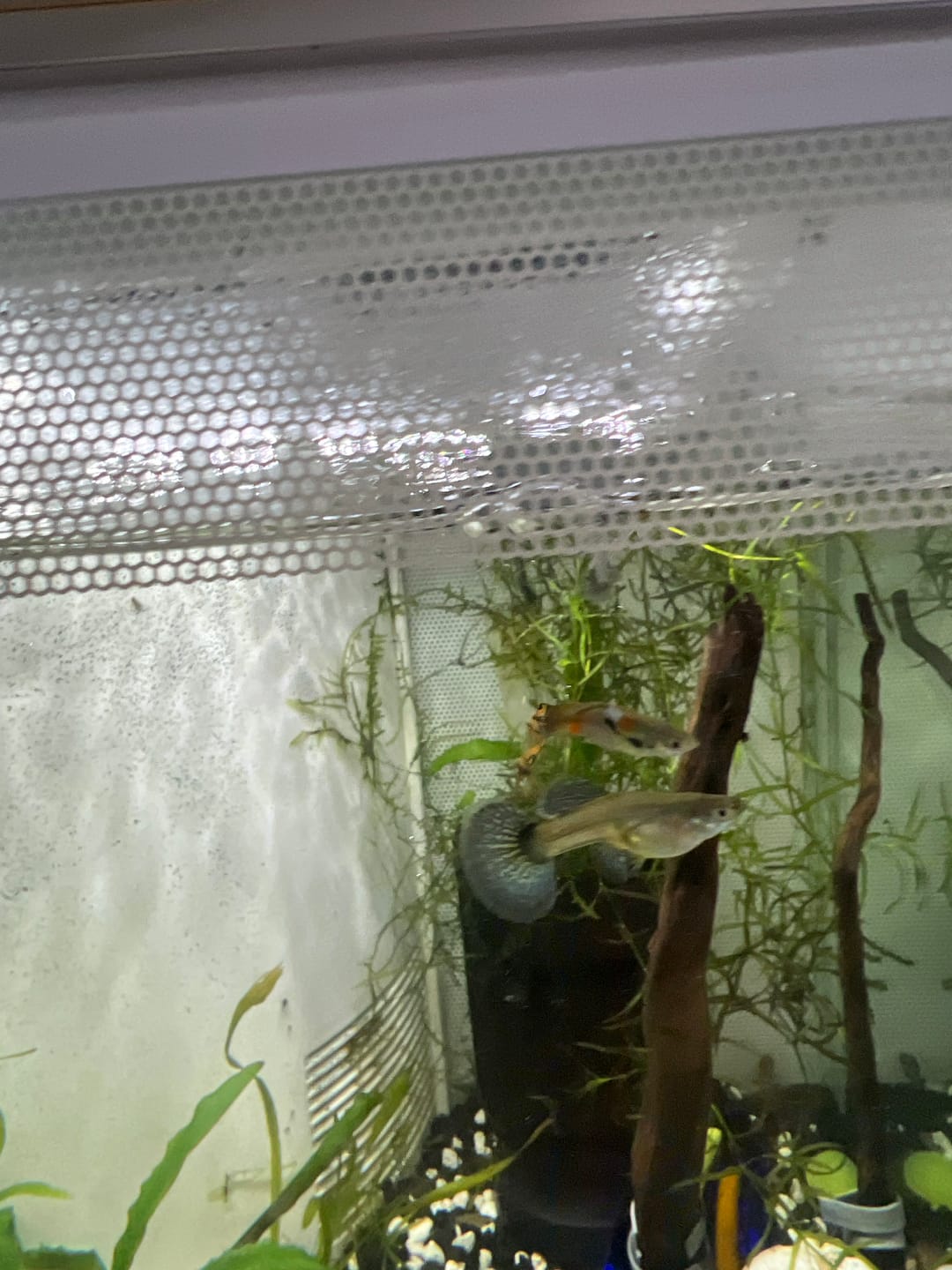 Customer photo review of Blue Dragon Guppy Fish