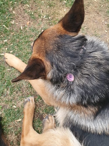 Customer photo review of Placa Rosada Flores