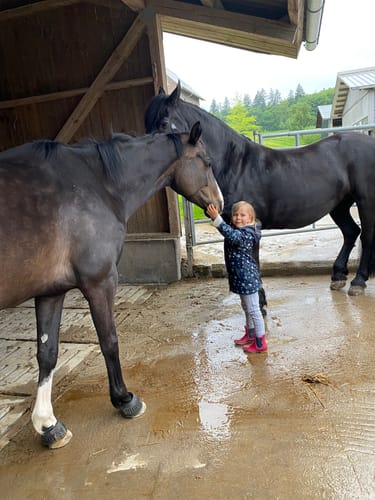 Customer photo review of Strotonin Horse Support