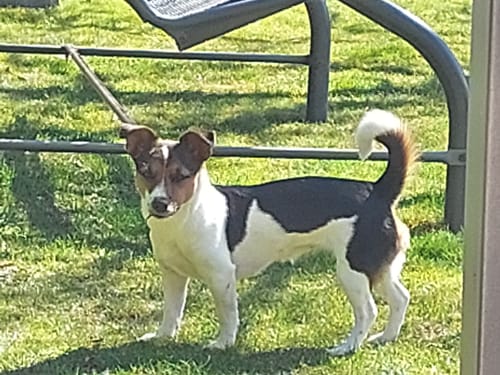 Customer photo review of Frischfutter für Energiebedarf von 326 kCal/Tag