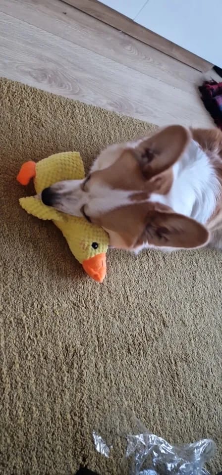 Customer photo review of Calming Duck Toy