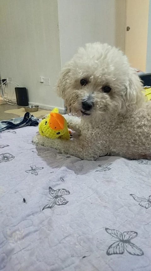 Customer photo review of Calming Duck Toy